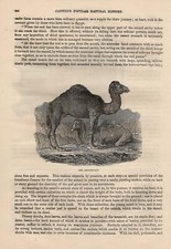 Dromedario Camelus Dromedarius