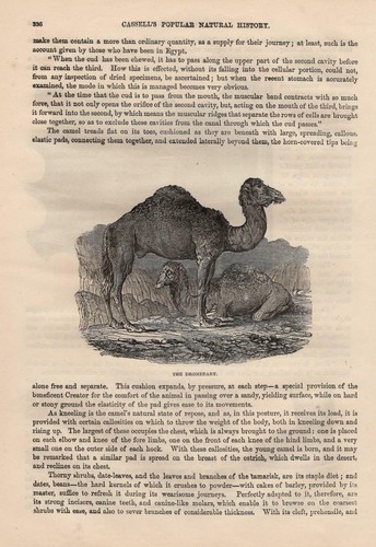 Dromedario camelus dromedarius - dromedario,