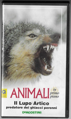 Lupo artico predatore - il,