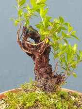 Bonsai mirto selvatico - bonsai, 27x15cm