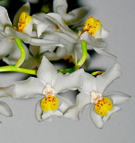 Osmoglossum species white - osmoglossum,