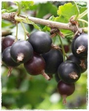 Pianta di Jostaberry (incrocio