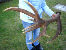 Asta di lancio 3,4 kg, cibo