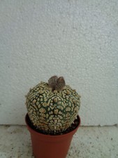 Astrophytum asterias