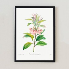 Botanical Vintage Flower