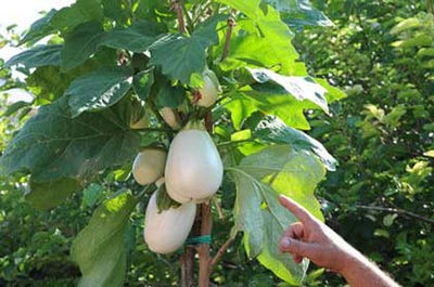 Solanum torvum albero della - solanum,