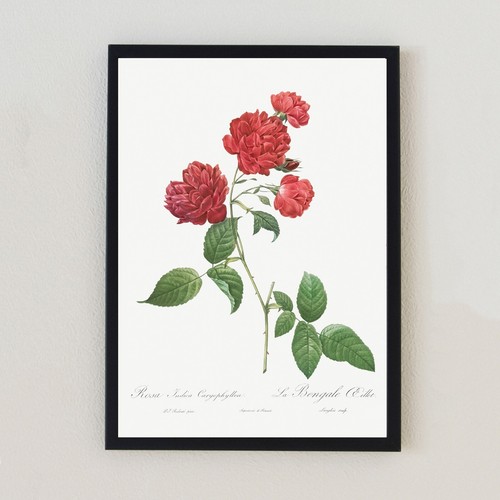 Botanica vintage rose - vintage,
