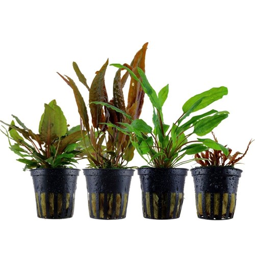 Cryptocoryne set con piante - set, 4