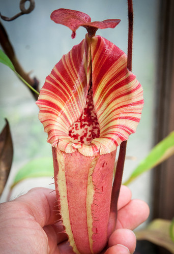 Semi nepenthes tiveyi - nepenthes,