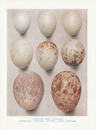 Vogeleier aquila reale poiana - reale,