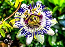 20  SEMI DI PASSIFLORA