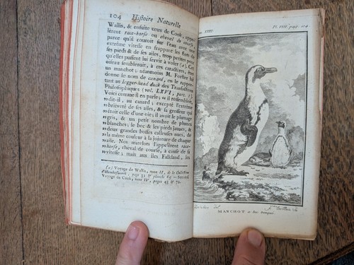 Libro antico buffon - antico-, bird