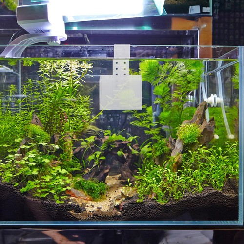 Fioriera pescata a - di,
