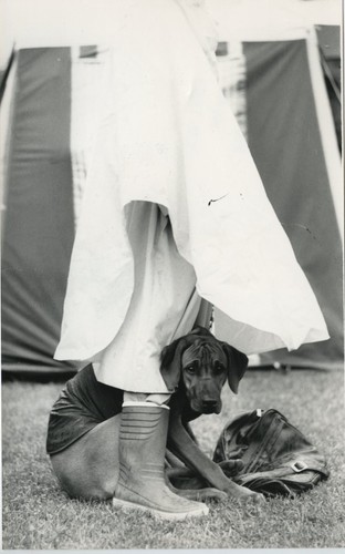 Rhodesian ridgeback puppy dog - rhodesian,