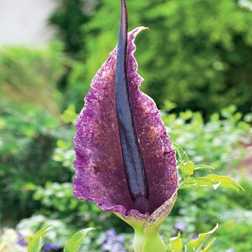 Dracunculus vulgaris bulbo