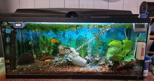 Acquario completo 80l - acquario,