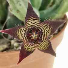 Una Talea senza Radici Stapelia Cedrimontana, Fiore in foto WEB, Pianta Grassa