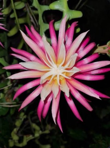 Selenicereus anthonyanus red - selenicereus,