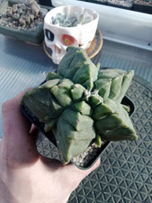 Astrophytum myriostigma cv