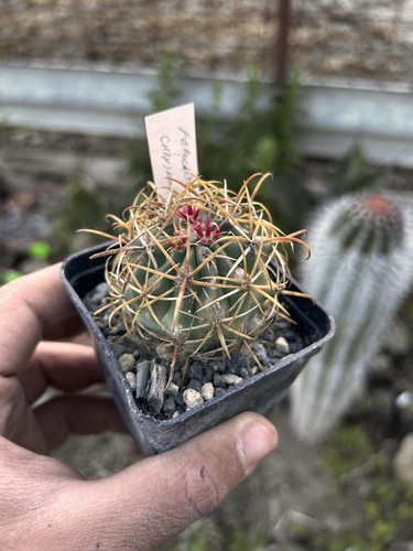 Ferocactus chrysacanthus spina - ferocactus,