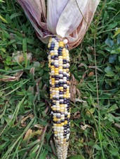 15 semi di MAIS MULTI COLOR -