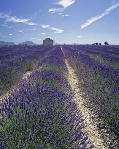 Semi lavanda common - semi, di