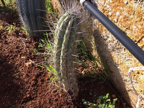 Cactus grandi stetsonia - cactus, grandi: