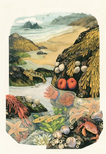 Rocky shore marine - rocky, life