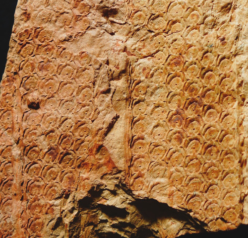 Rara pianta fossile