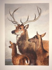 Stampa incisione calcografia