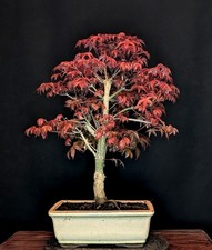 BONSAI DI ACERO ROSSO