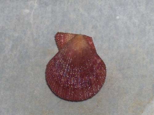 Talochlamys multistriata dark - multistriata,
