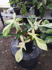 Quadro reale Philodendron