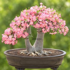 PC14 NAANG-PRA-YAA Adenium