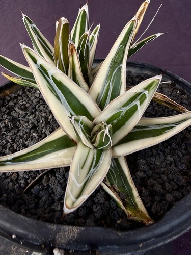 Agave victoriae reginae - agave, victoriae-reginae