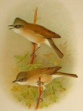 1909 CANTORI BRITANNICI STAMPA