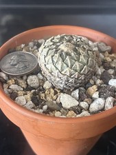 pelecyphora Strobiliformis