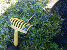 1 Kg Bacche di mirto Sardo