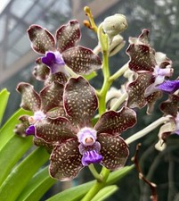 Vanda Arjuna. Bs Fragrant