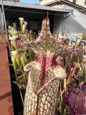 Pianta carnivora Sarracenia x