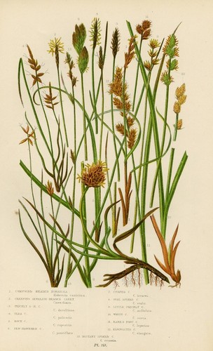 Stampa botanica antica - botanica,