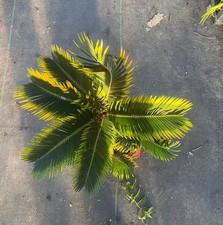 Cycas revoluta "Aurea" WYSIWYG