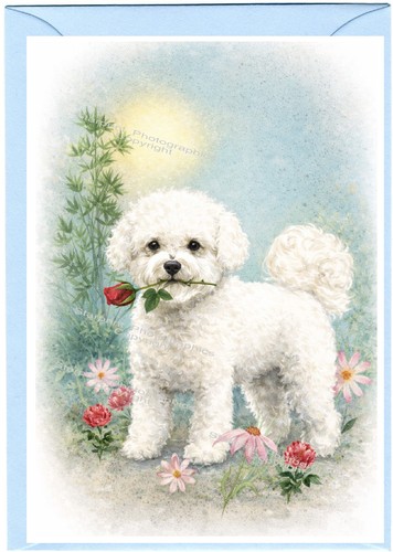 Biglietto vuoto bichon - biglietto,