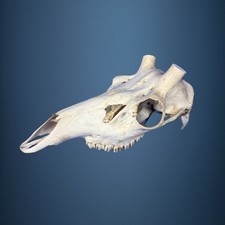 526SKU Teschio di cervo