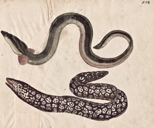 Murene Moray Eels Anguilla