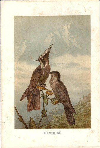 Stampa antica uccelli colibri - antica,