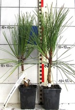 Pinus pinaster "Aberdoniae" -