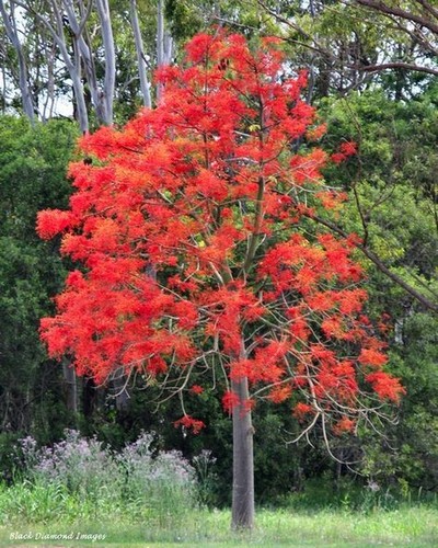 Semillas árbol fuego - semillas,