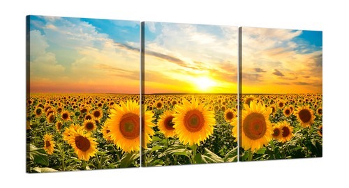 Campo girasoli tramonto - campo, di