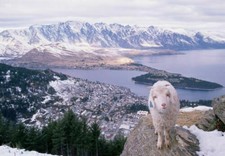 387028 Capra di montagna in